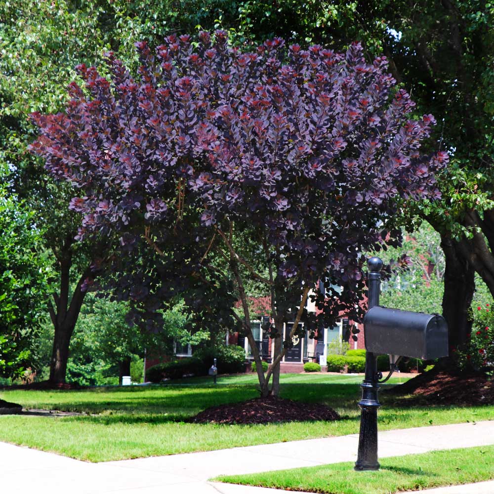 Royal Purple Smoke Tree