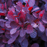 Royal Purple Smoke Tree
