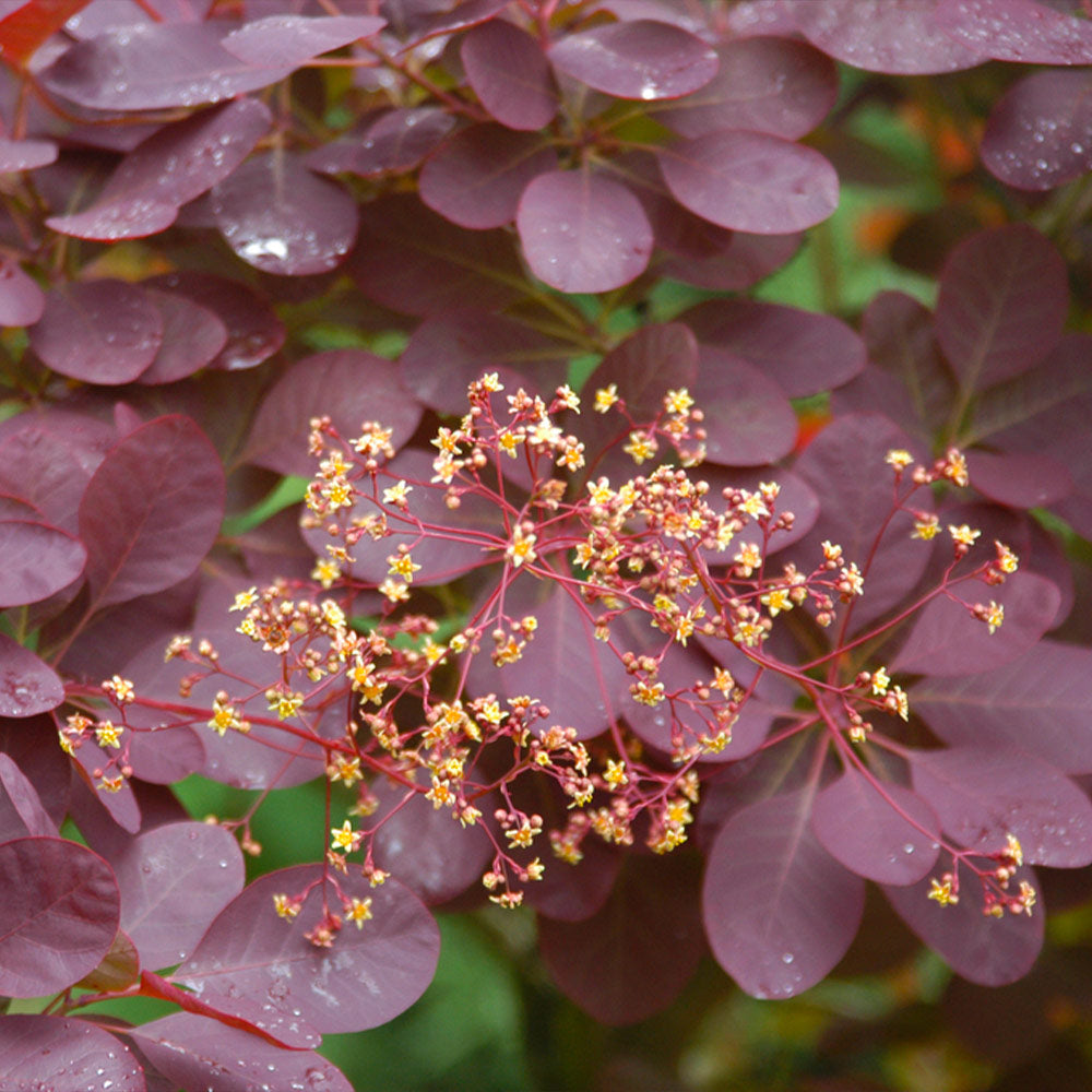 #4 - Royal Purple Smoke Tree