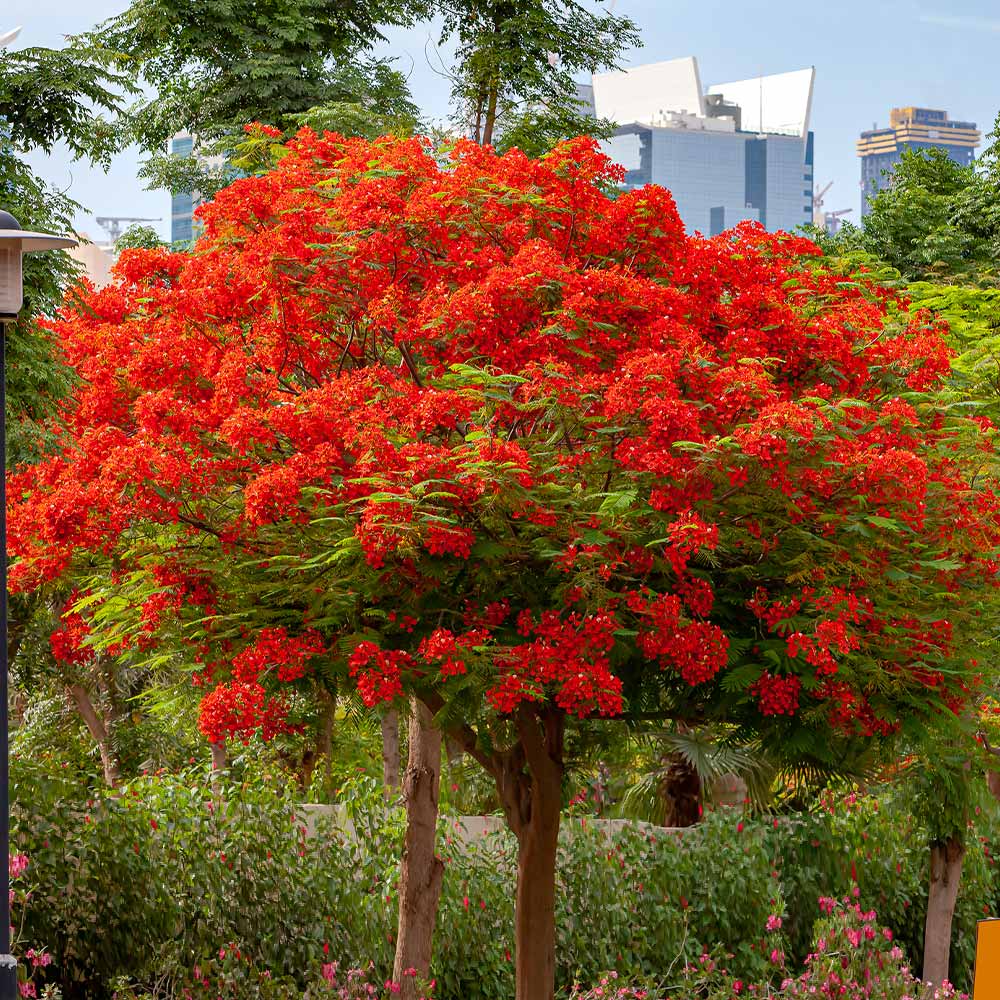 A photo of the Royal Poinciana Tree