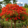 Royal Poinciana Tree