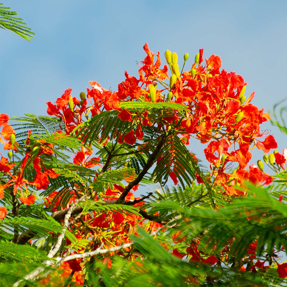 #2 - Royal Poinciana Tree