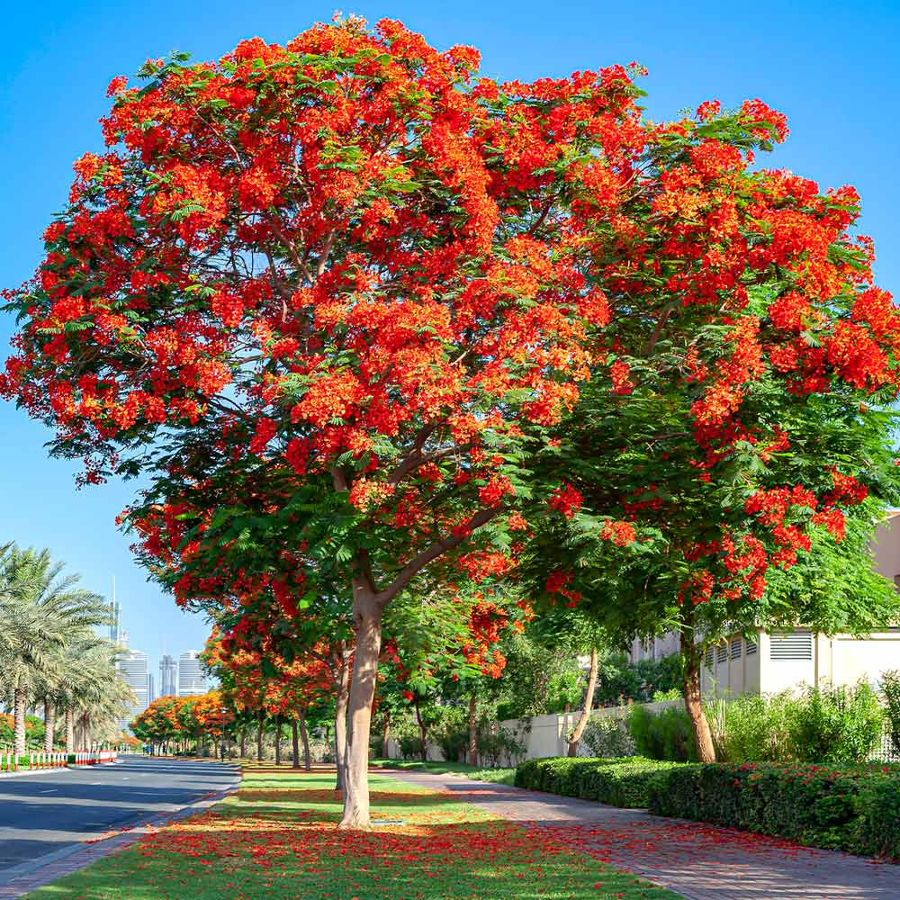 #3 - Royal Poinciana Tree