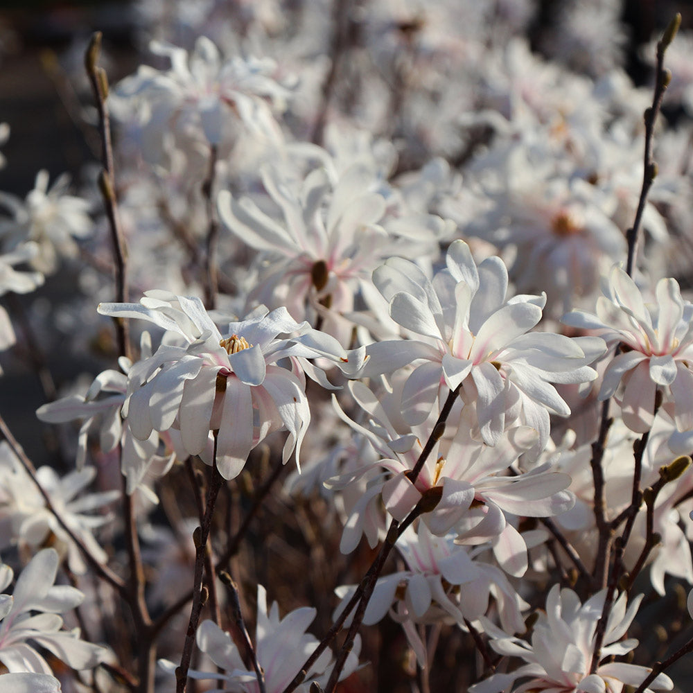 #2 - Royal Star Magnolia Tree