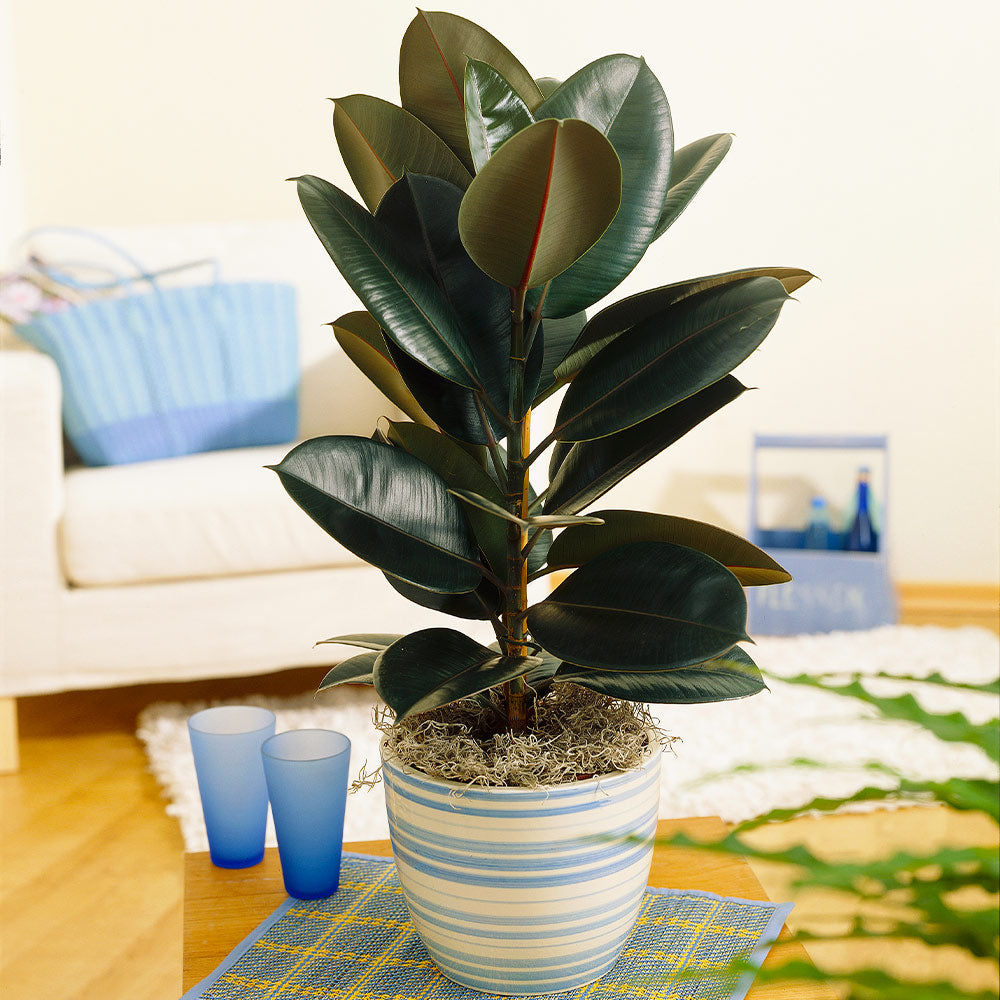 Rubber Tree Plant