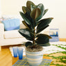 Rubber Tree Plant
