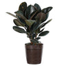 Rubber Tree Plant