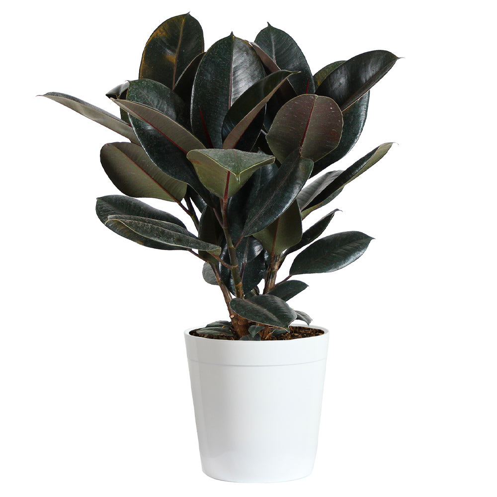 #5 - Rubber Tree Plant