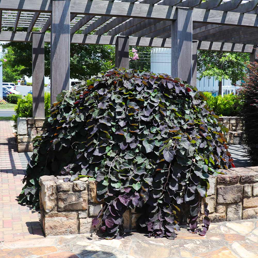 #2 - Ruby Falls Redbud Tree