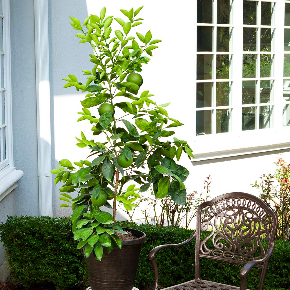 #4 - Ruby Red Grapefruit Tree