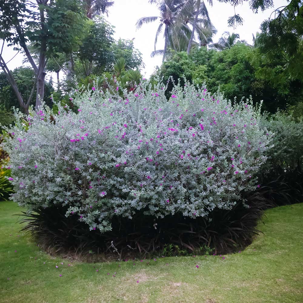 A photo of the San Antonio Rose Texas Sage