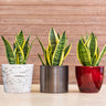Snake Plant