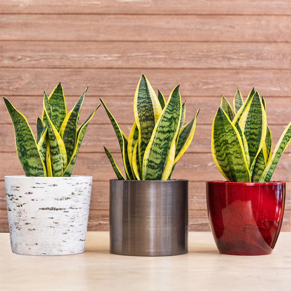 #2 - Snake Plant