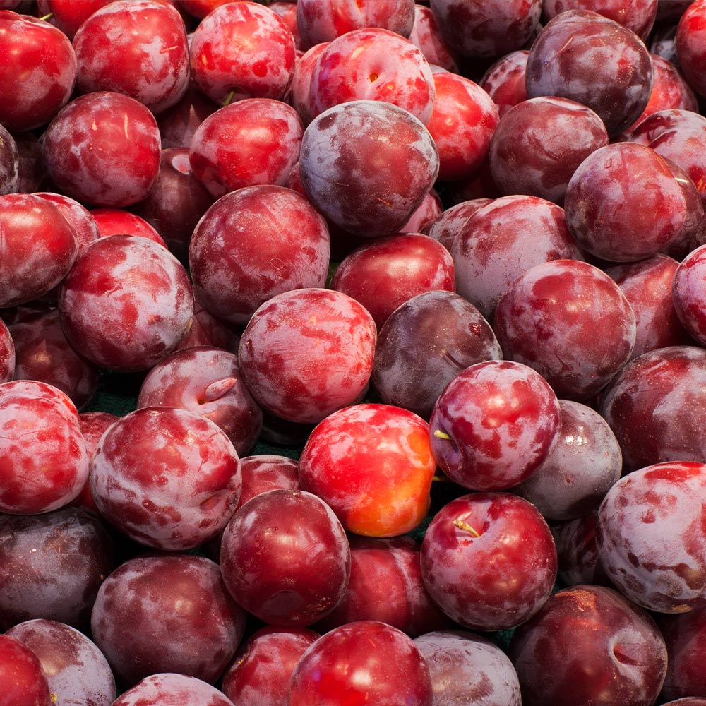 A photo of the Santa Rosa Plum Tree