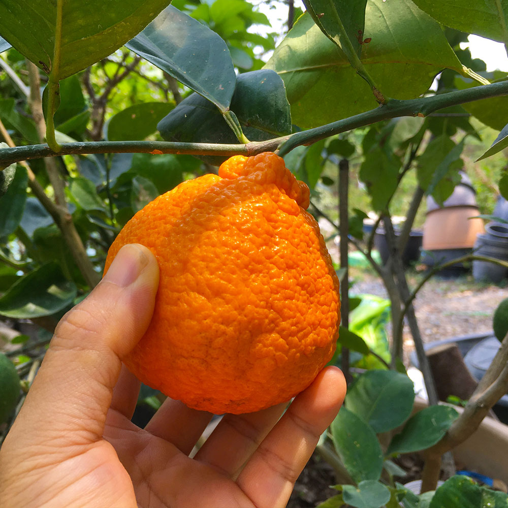 #2 - Shiranui Mandarin Tree