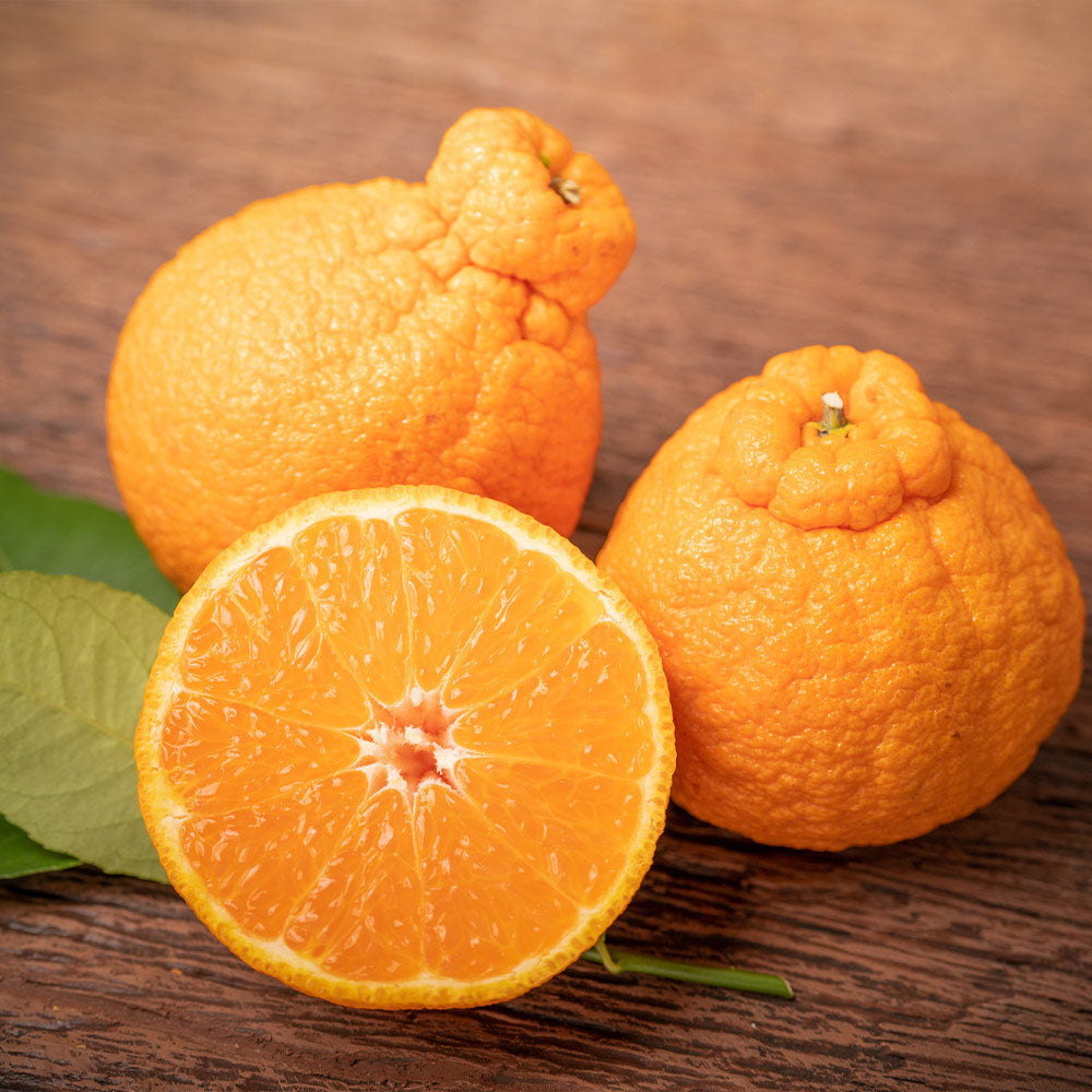 A photo of the Shiranui Mandarin Tree