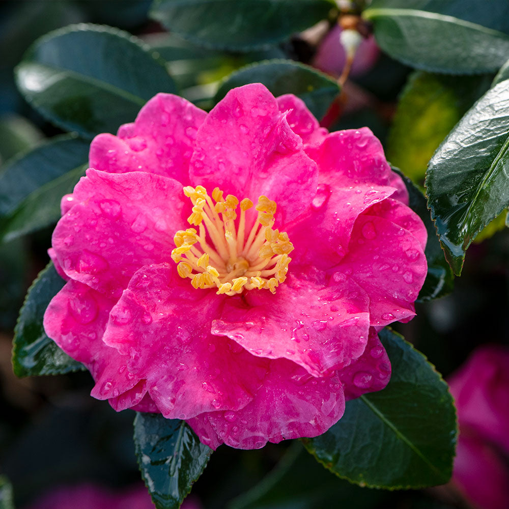 #2 - Shi-Shi Gashira Camellia Shrub
