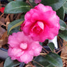 Shi-Shi Gashira Camellia Shrub