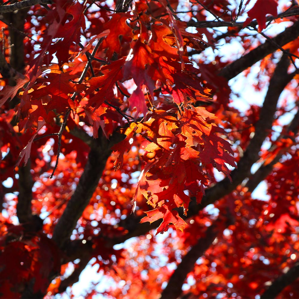 #3 - Shumard Oak Tree