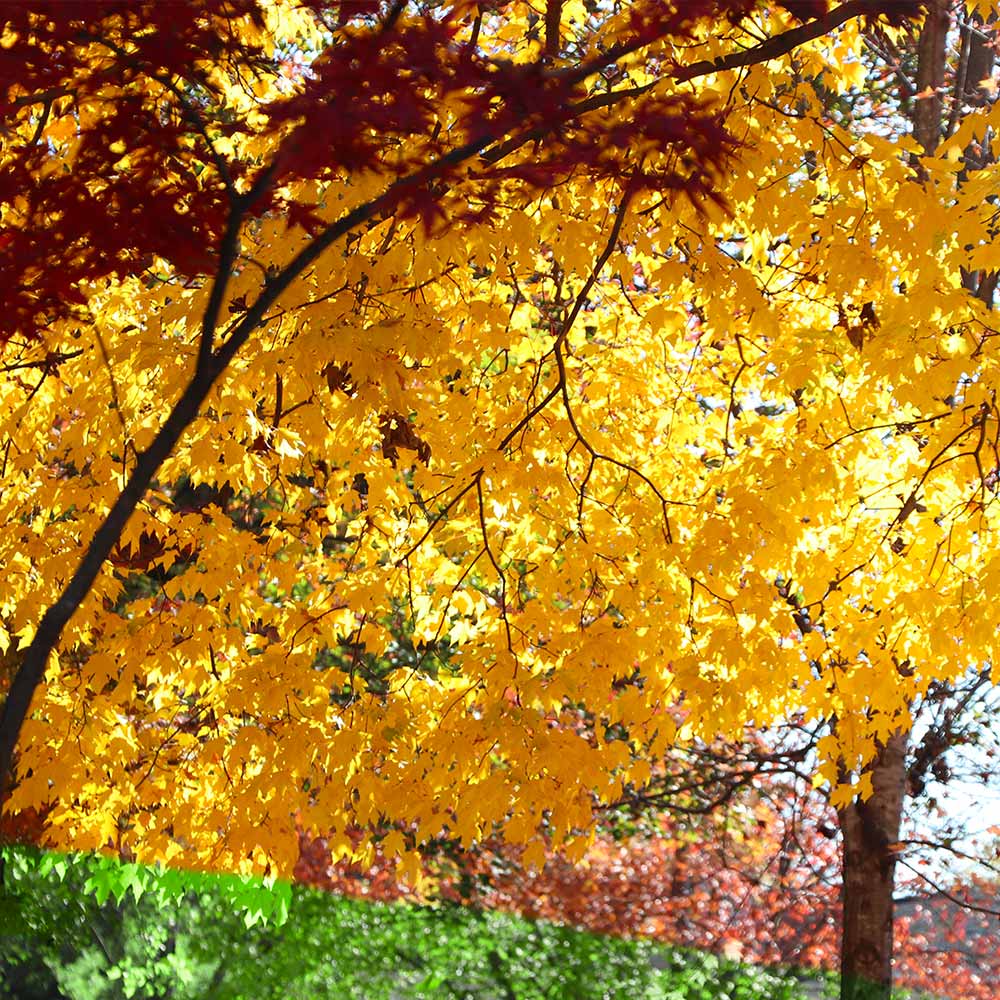 #4 - Silver Maple Tree