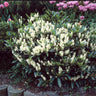 Skip Laurel Shrub
