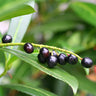 Skip Laurel Shrub