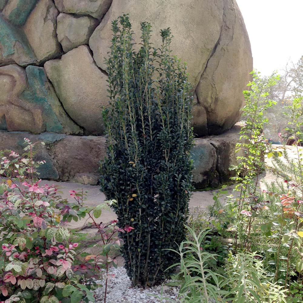 Sky Pencil Holly Tree