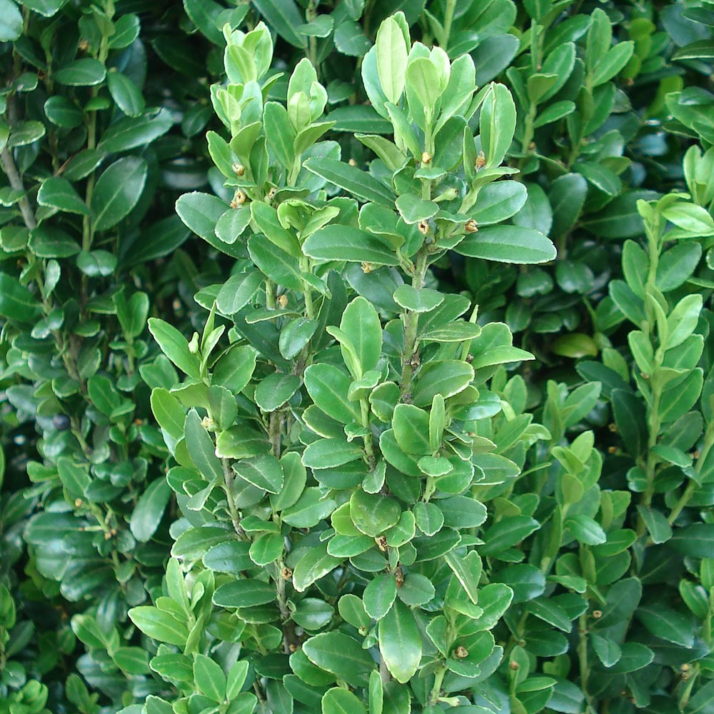 #5 - Sky Pencil Holly Tree