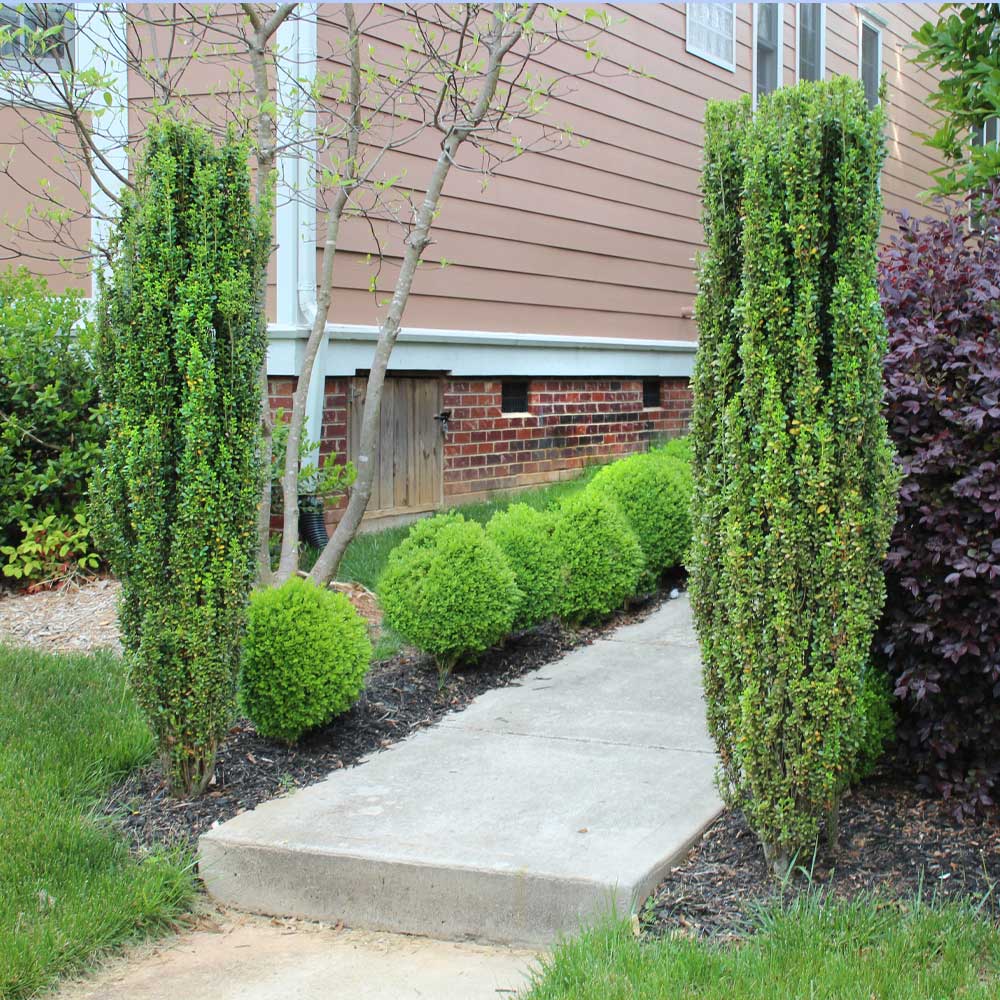 #2 - Sky Pencil Holly Tree