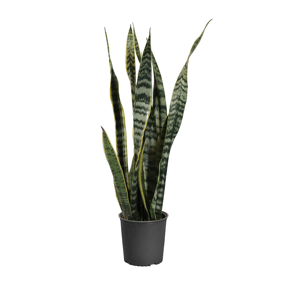 #6 - Snake Plant