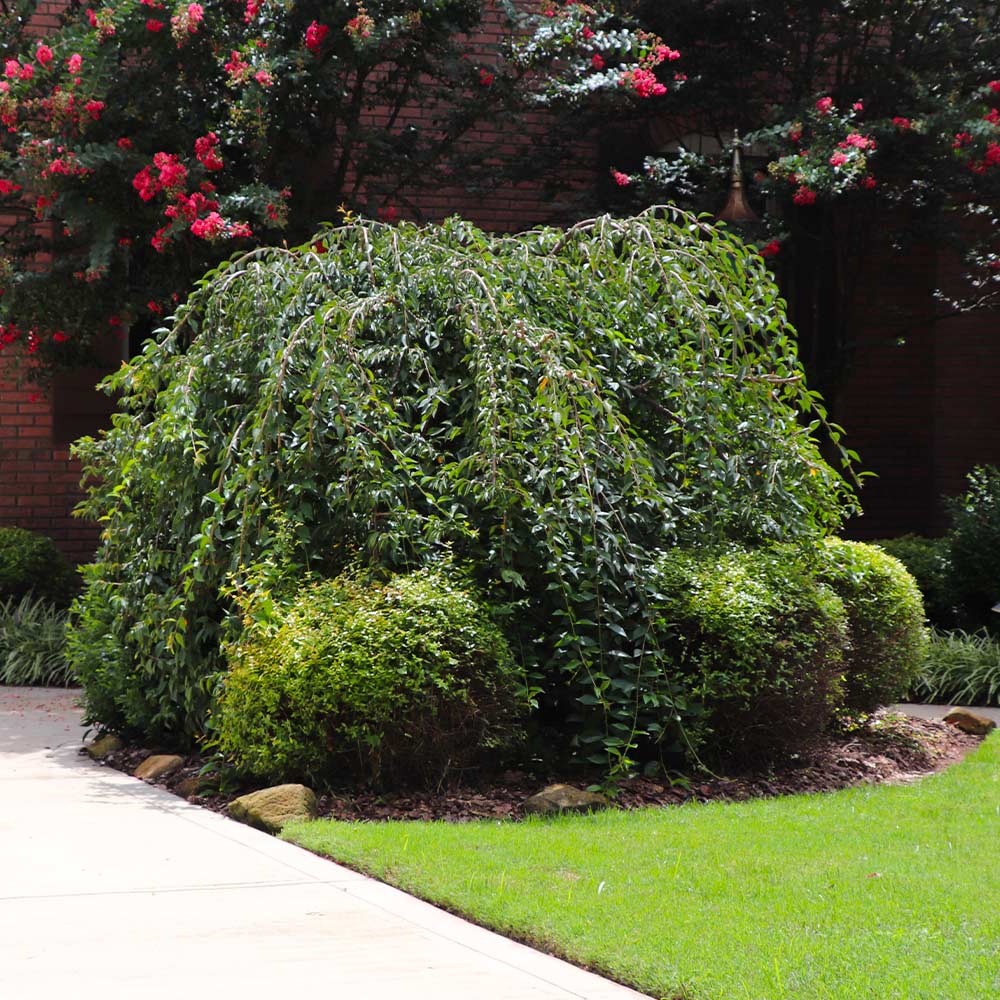 #3 - Snow Fountains® Weeping Cherry Tree
