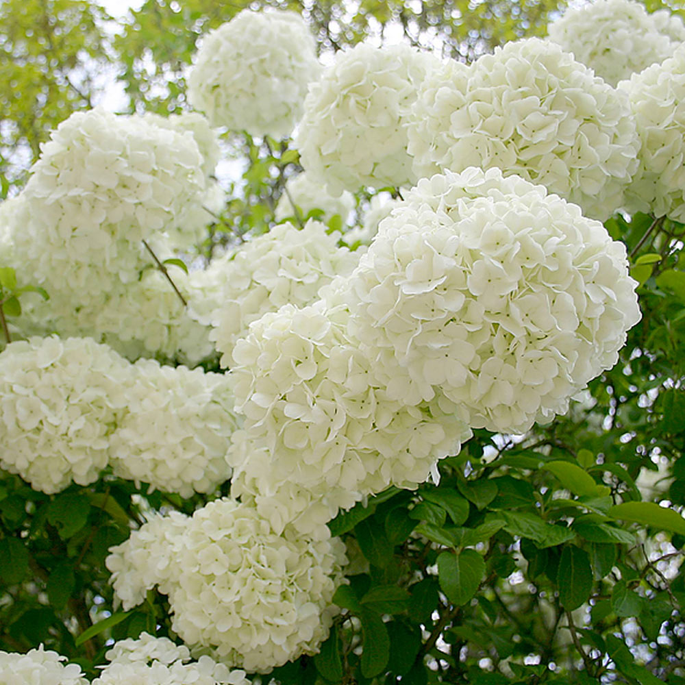 Snowball Viburnum Bush