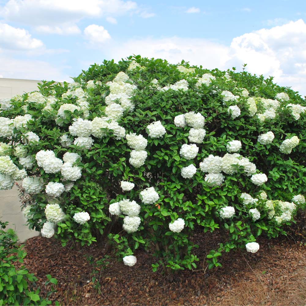 #2 - Snowball Viburnum Bush