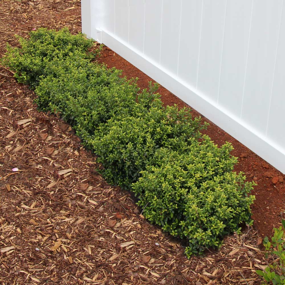 #2 - Soft Touch Holly Shrub