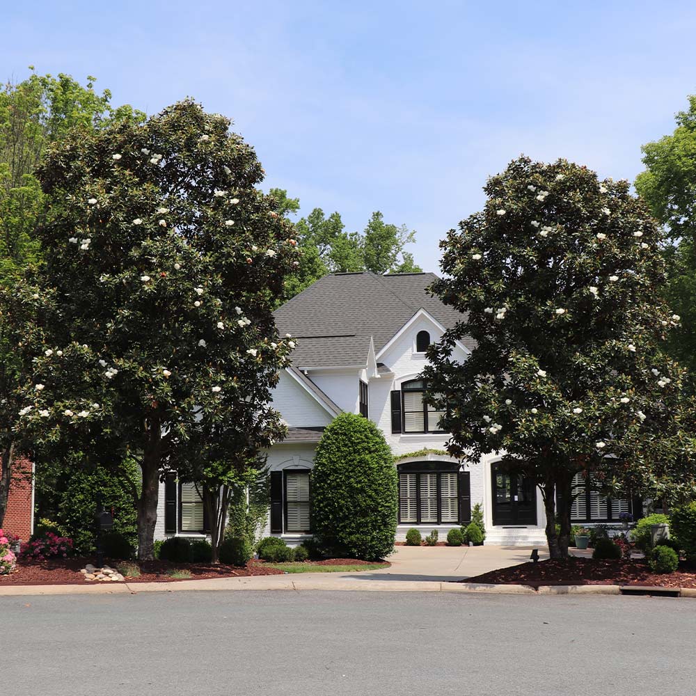 Southern Magnolia Tree