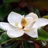 Southern Magnolia Tree