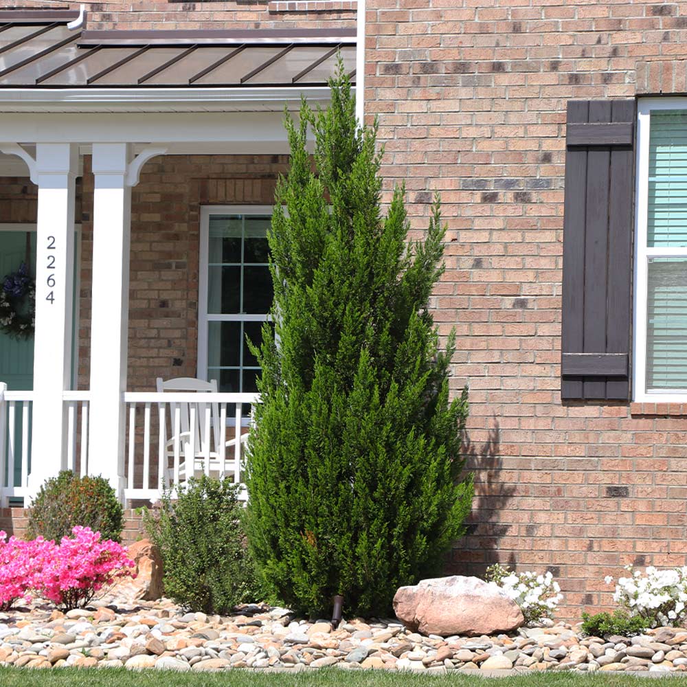 #3 - Spartan Juniper Tree