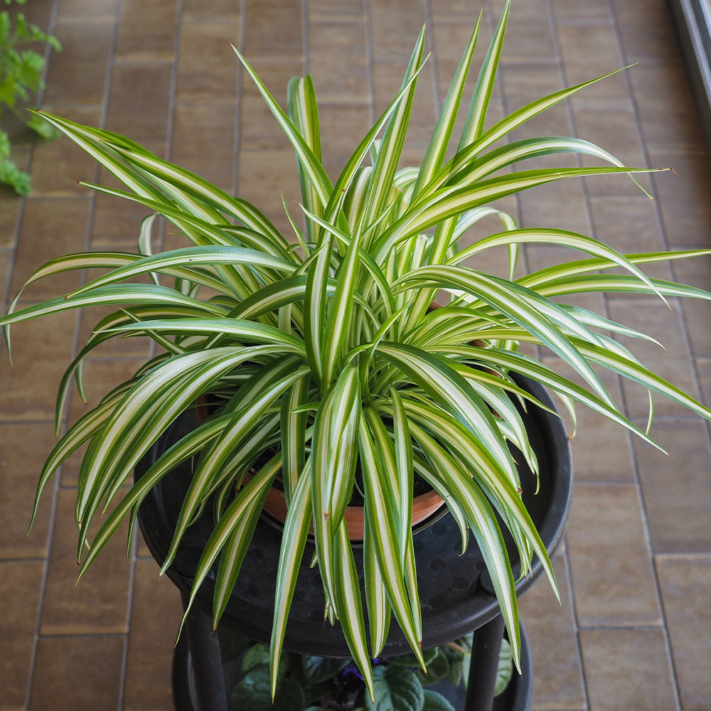 #2 - Spider Plant