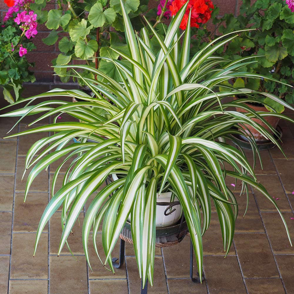 A photo of the Spider Plant