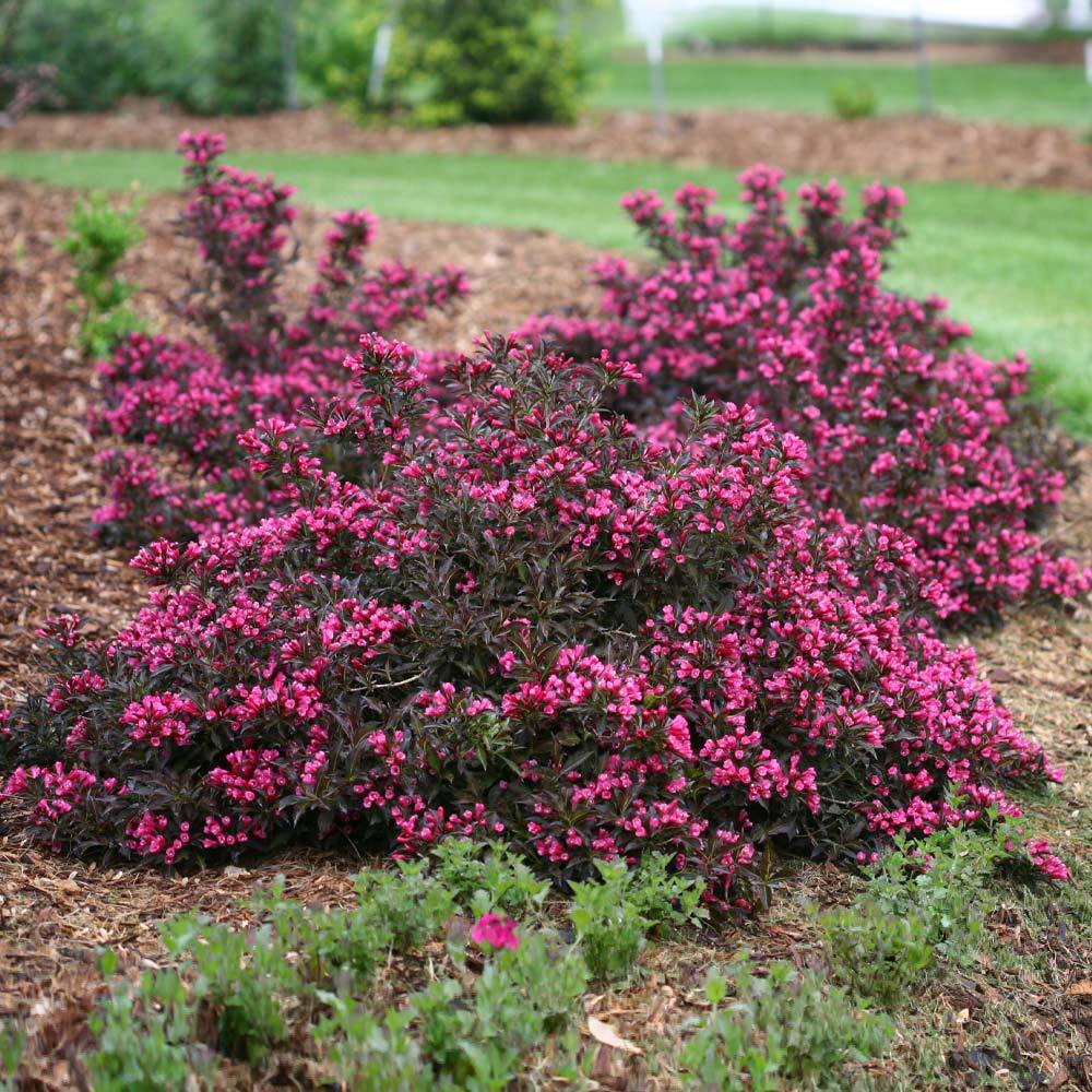 #2 - Spilled Wine® Weigela Shrub