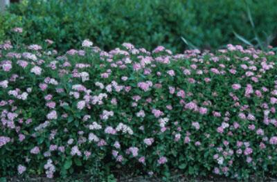 #2 - Little Princess Spiraea Shrub