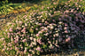 Little Princess Spiraea Shrub