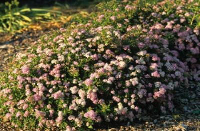 #3 - Little Princess Spiraea Shrub