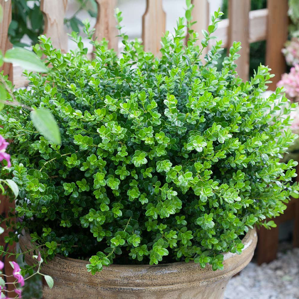 #3 - Sprinter® Boxwood Shrub