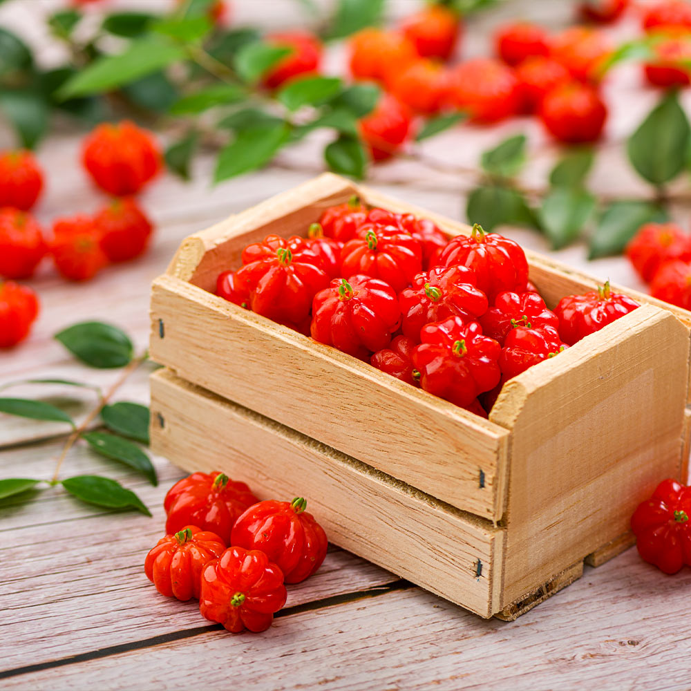 A photo of the Star Cherry Tree