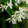 Star Jasmine Vine