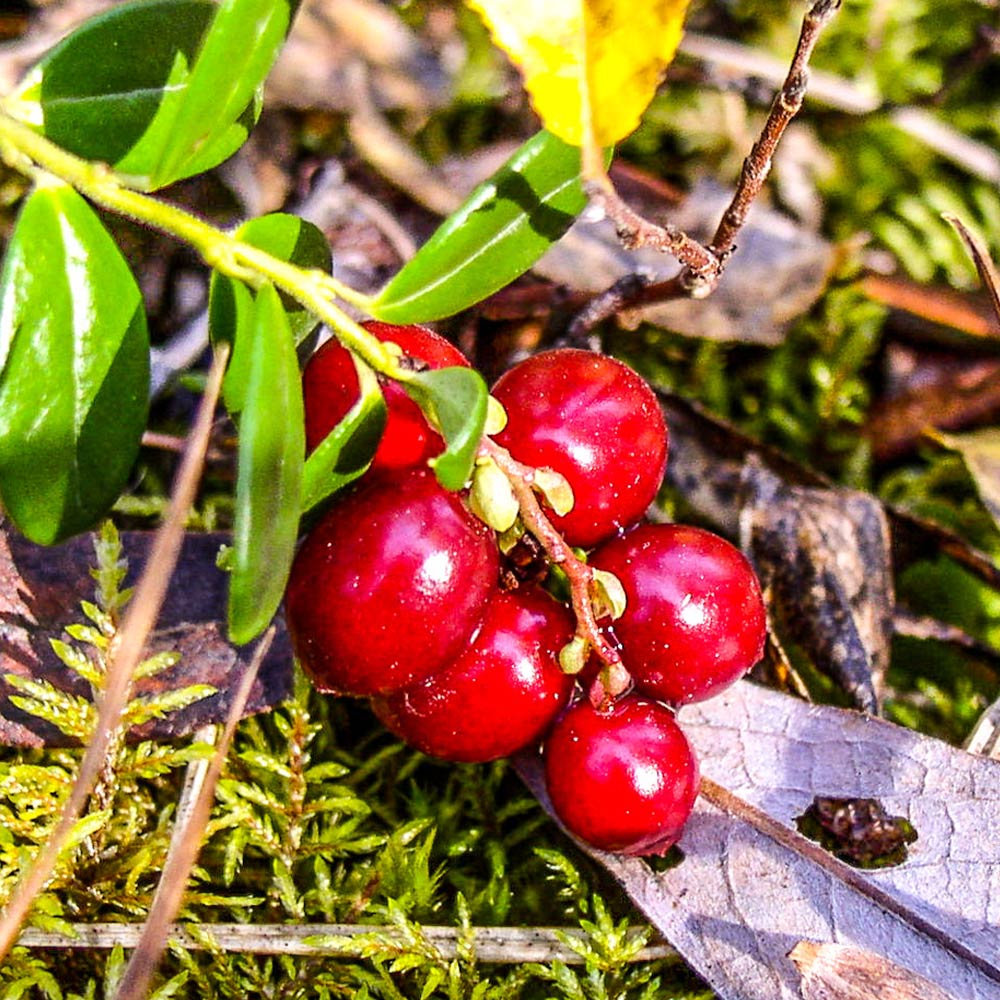 #2 - Stevens Cranberry Bush