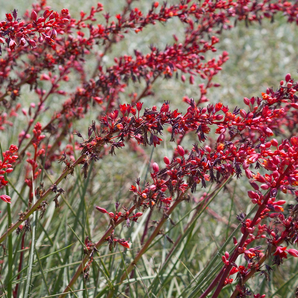 A photo of the Dwarf Red Yucca Stoplights