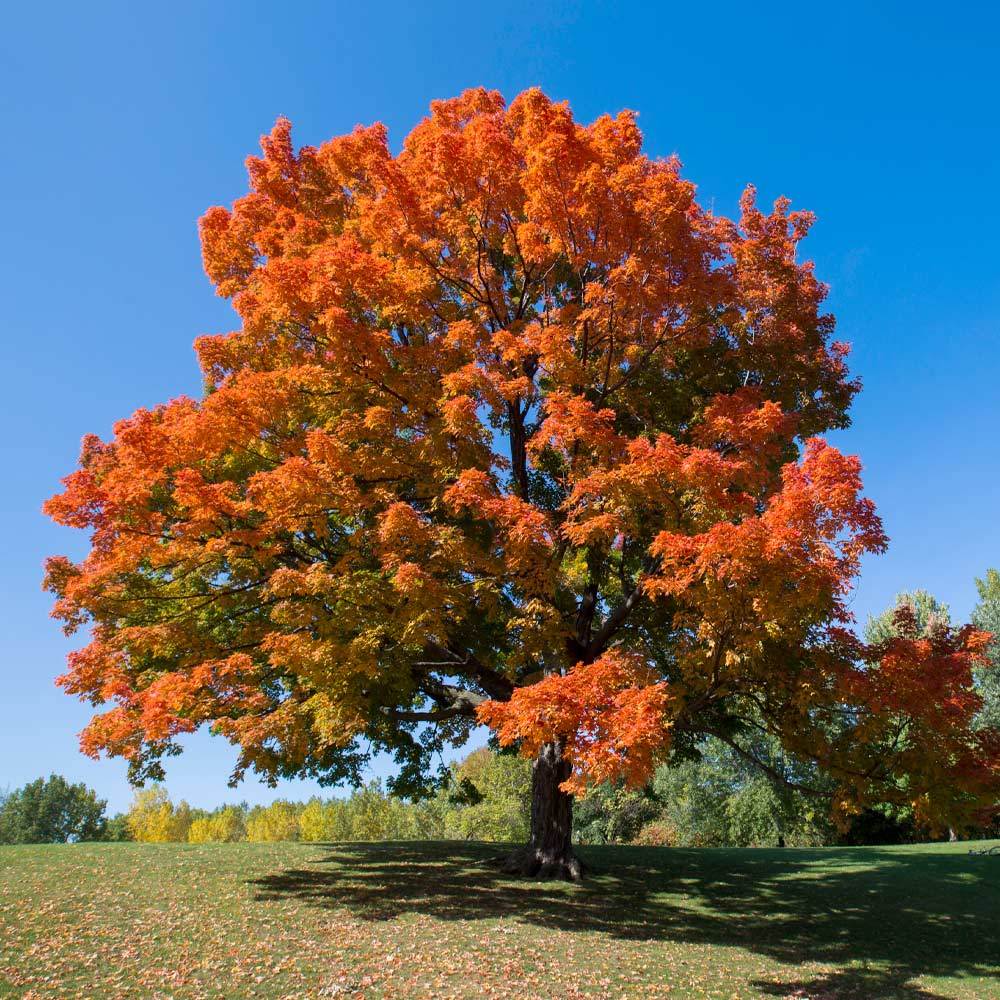 #2 - Sugar Maple Tree
