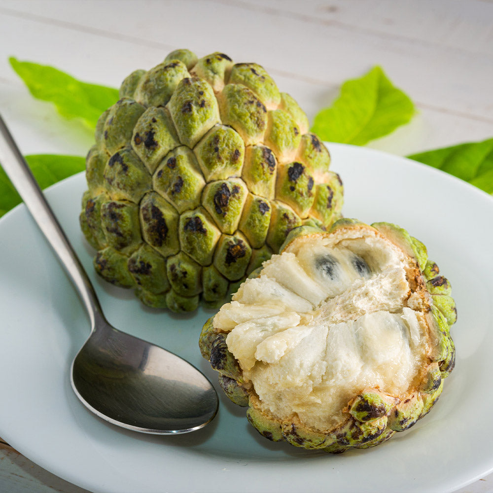 #3 - Sugar Apple Tree